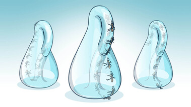 llustration von drei Kleinschen Flaschen mit mehreren Ameisen, die außen und innen entlangkrabbeln.